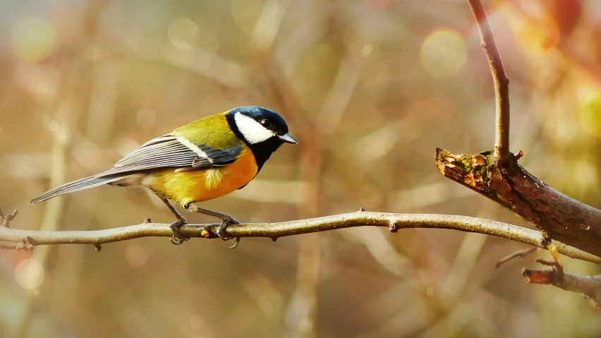 the bird is standing on a tree nch