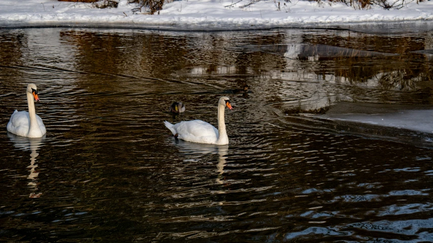 two ducks swim together in the snow covered water