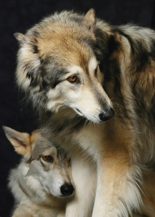a wolf and her cub resting in the shadows