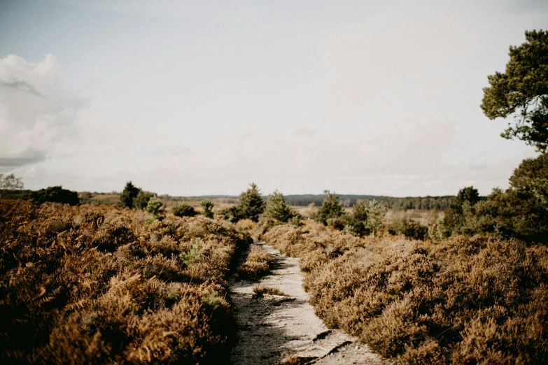 a path through a grassy landscape with trees in the background