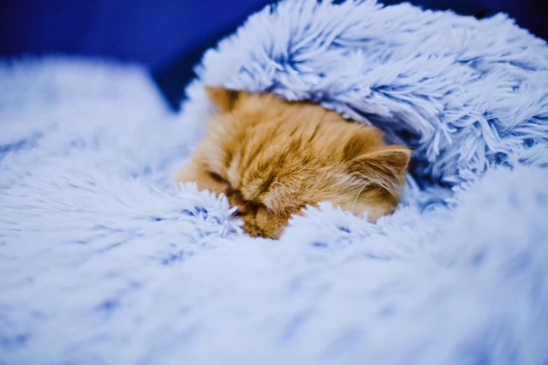 a cat sleeping on the blankets on the bed