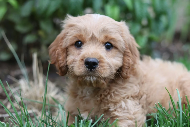 a puppy laying in a grassy field near trees