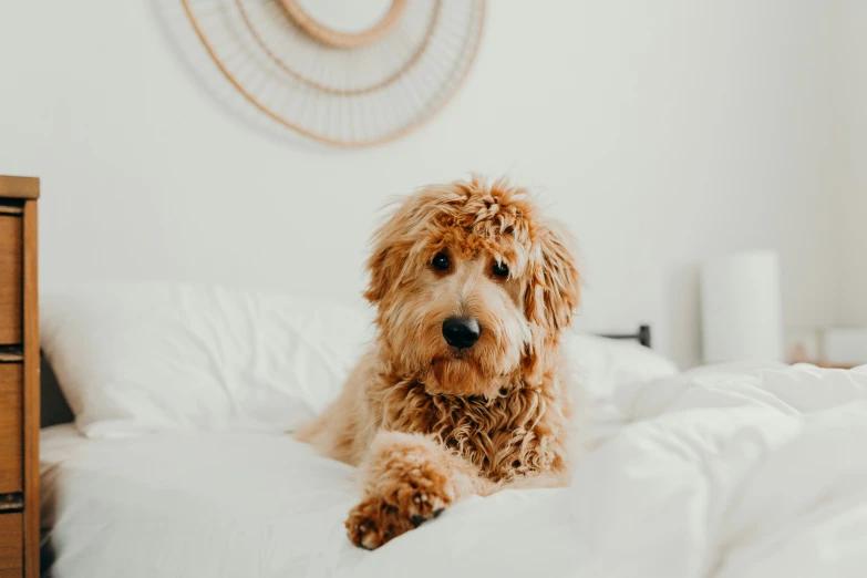 a brown dog laying on a white bed in a room