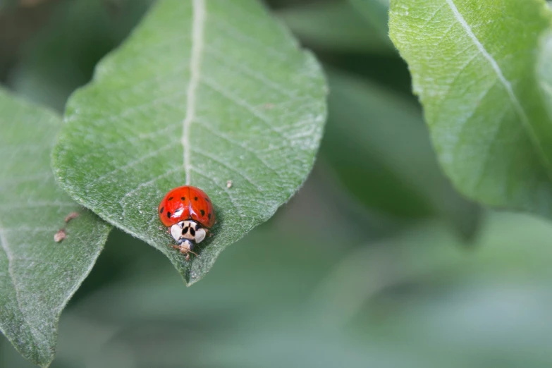 a lady bug that is sitting on a leaf