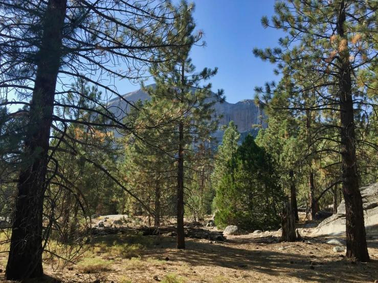 the sun shines on a grove of pine trees, in a wilderness area