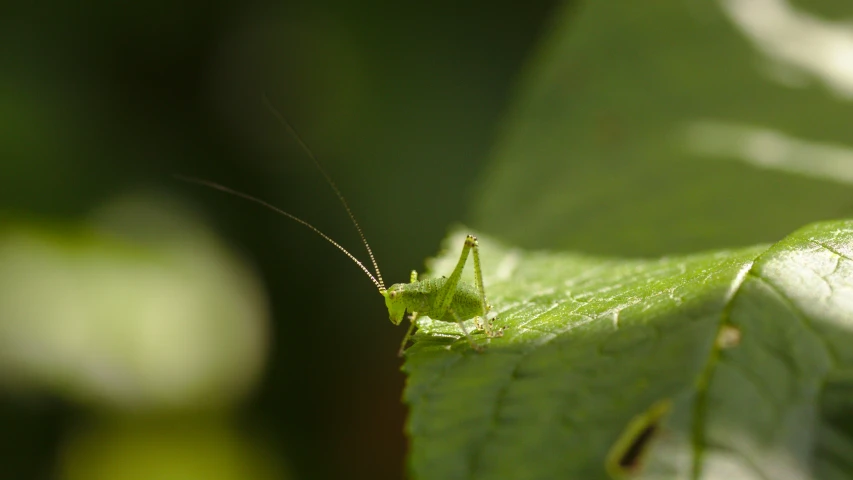 the grasshopper is perched on a leaf in the forest
