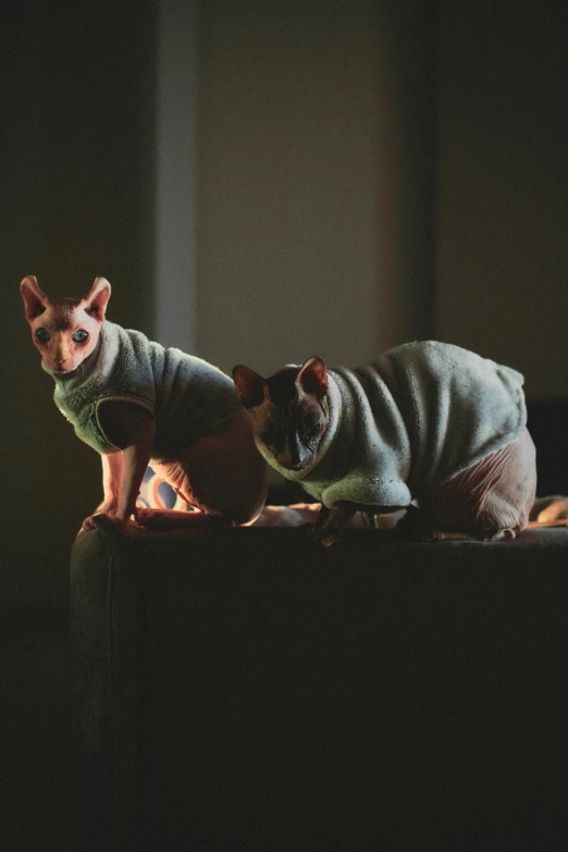 two cats in sweaters are laying on a counter