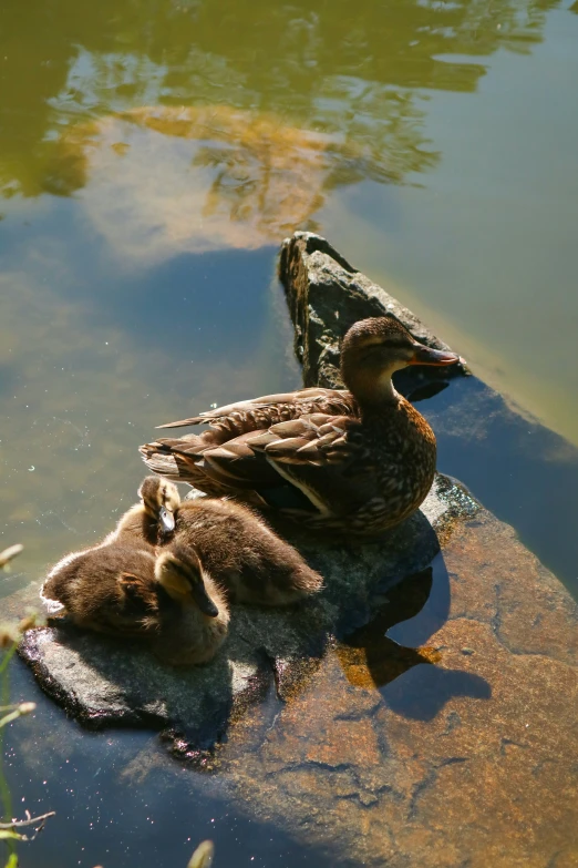 a mother duck with her two young ducks in water