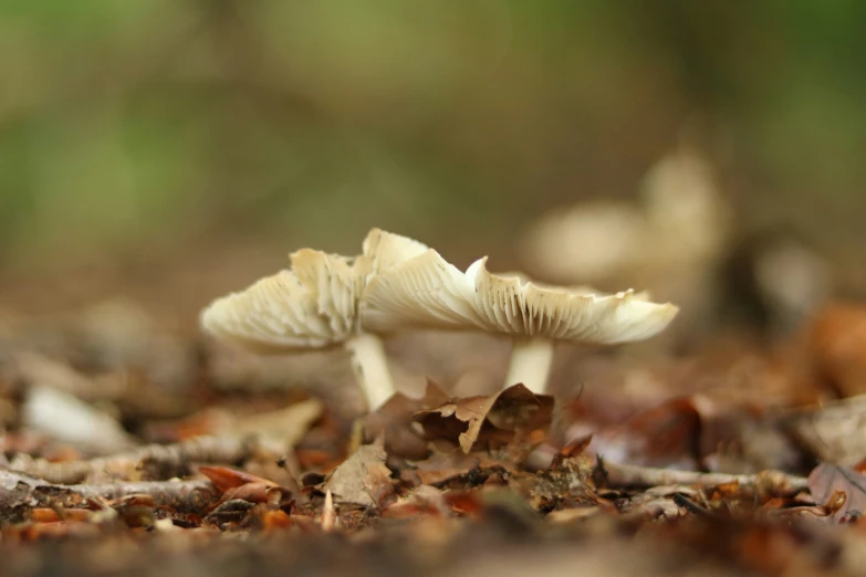 two mushrooms that are sitting in the leaves