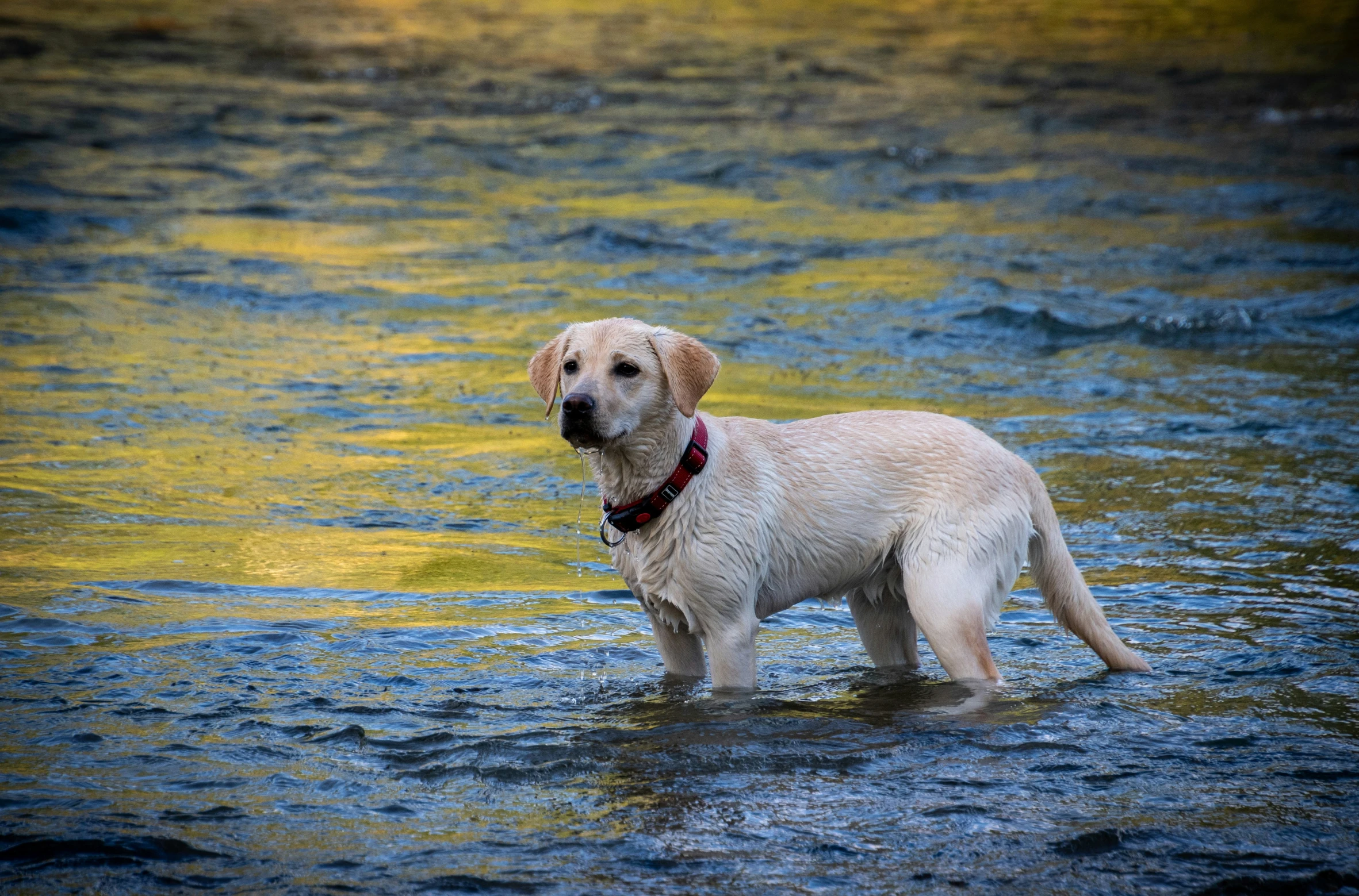 a cute dog stands in shallow water on a sunny day