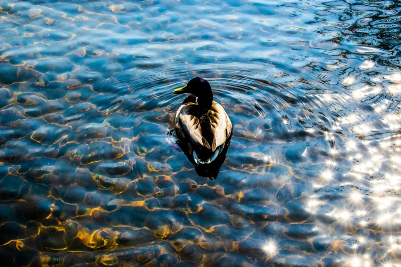 a bird with yellow beak floating on the water