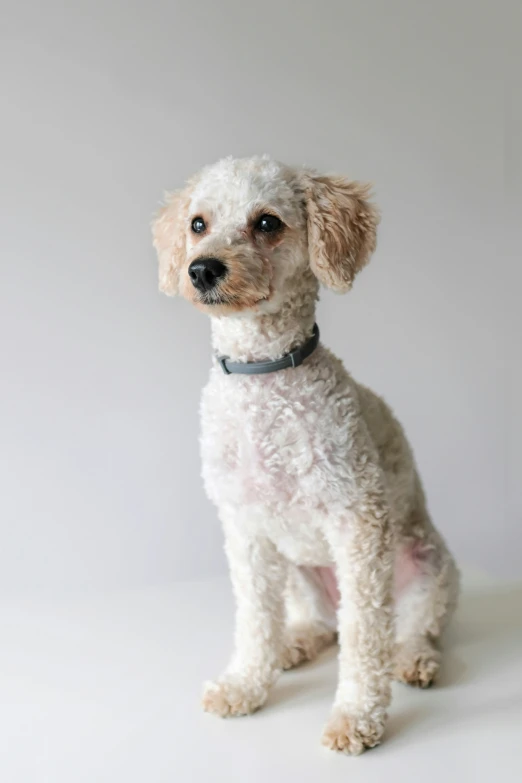 a small dog that is standing in the white room