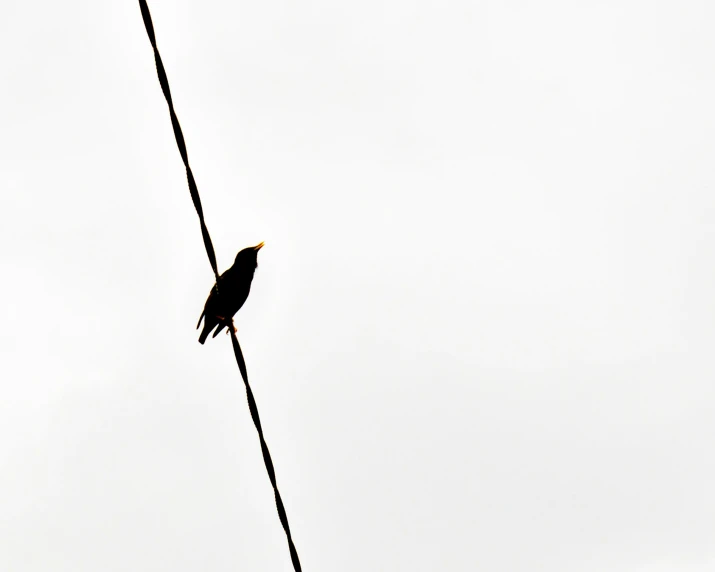 a small bird sitting on top of a wire