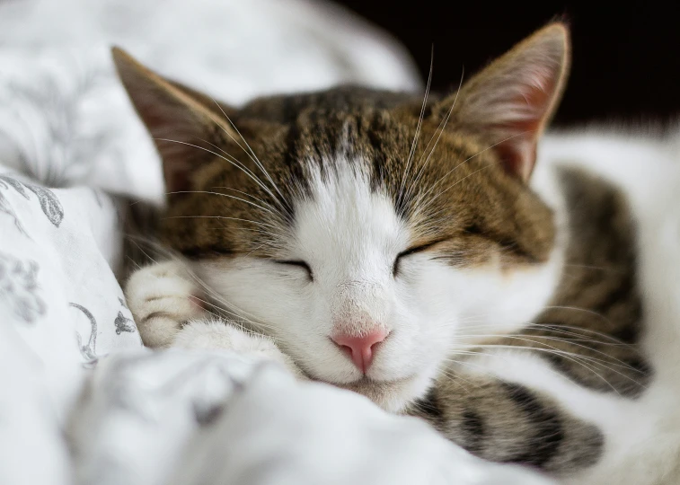 a small cat asleep with its eyes closed