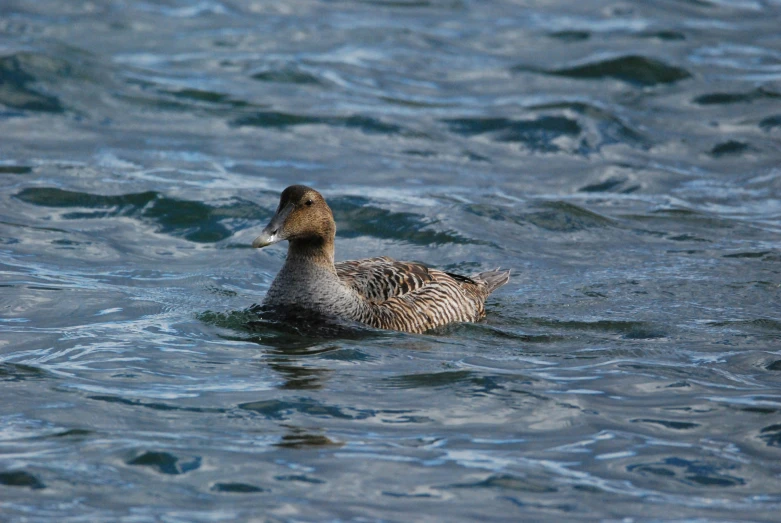 a duck swimming in the middle of the ocean