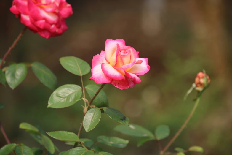 three pink roses with green leaves on a bush