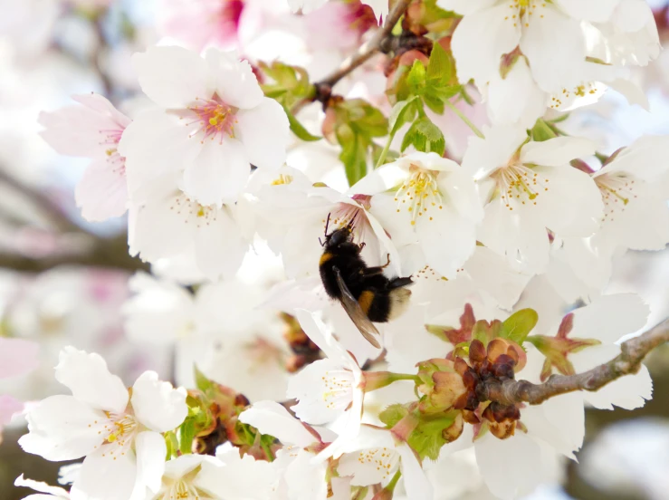 a bee sits on a flowered nch near other flowers