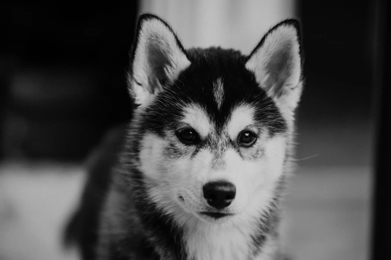 a close up of a dog with big eyes