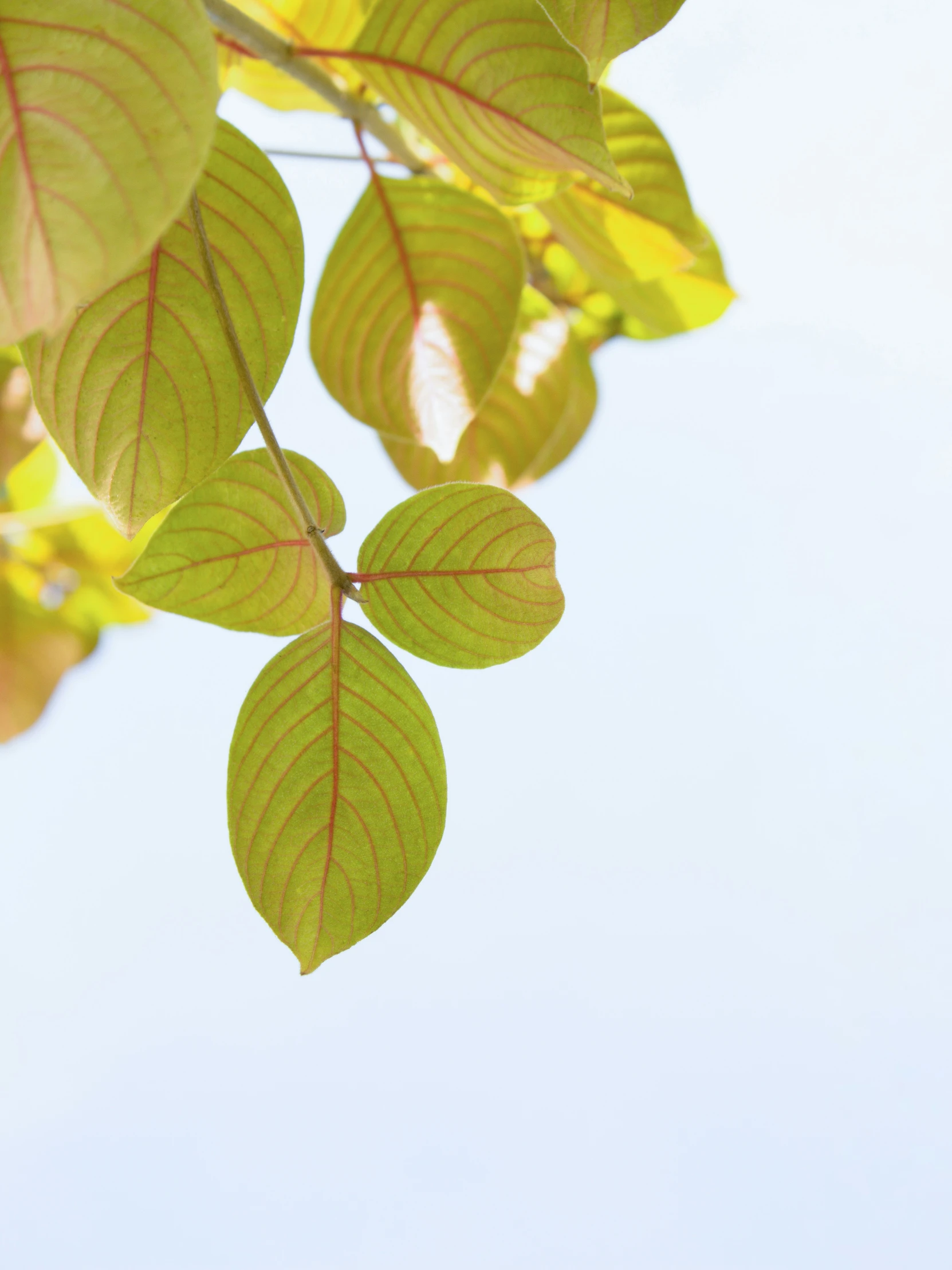 the nch of a tree with leaves on it