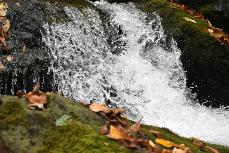 a waterfall is seen through mossy leaves