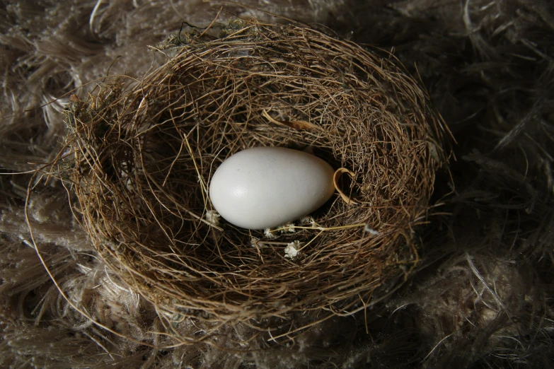 a white egg is in a bird's nest, with a spoon