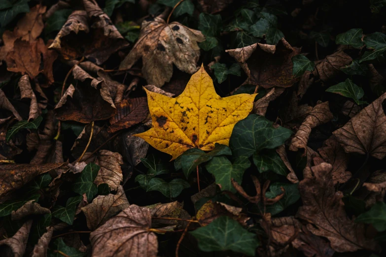 a yellow leaf in the leaves on the ground