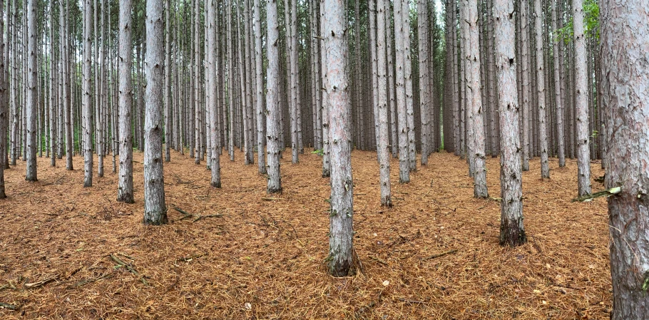 rows of tree trunks stand in the middle of an empty area of ground