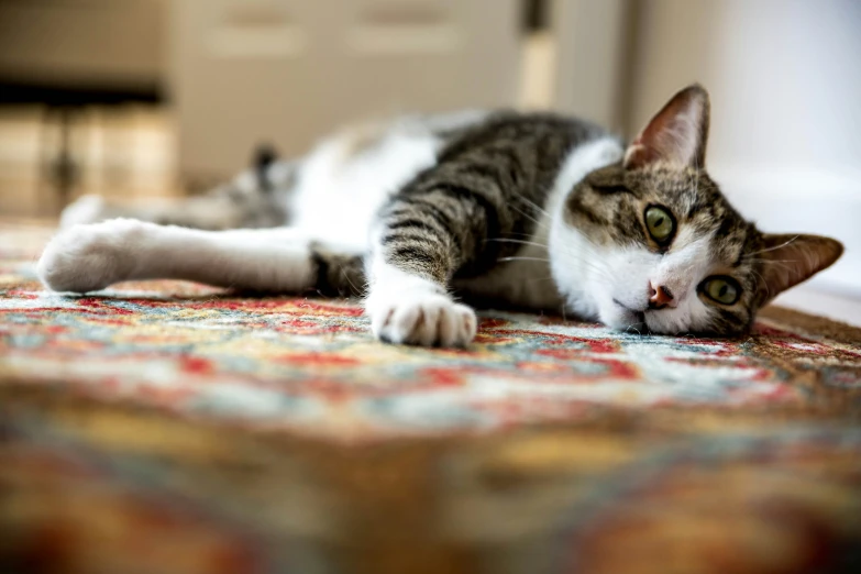 a gray, white and black cat laying on a colorful rug