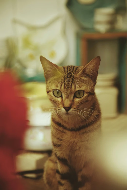 a cat with a strange look on his face