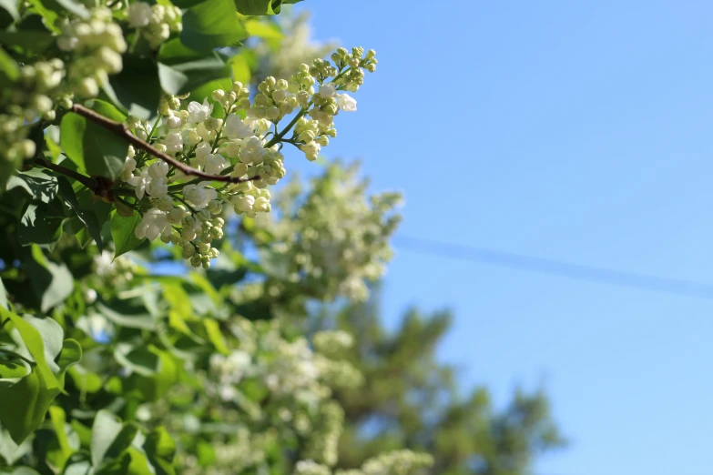 a close - up of the nches of a tree with white flowers