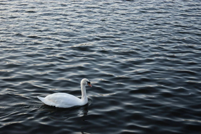 a white swan is swimming in the water