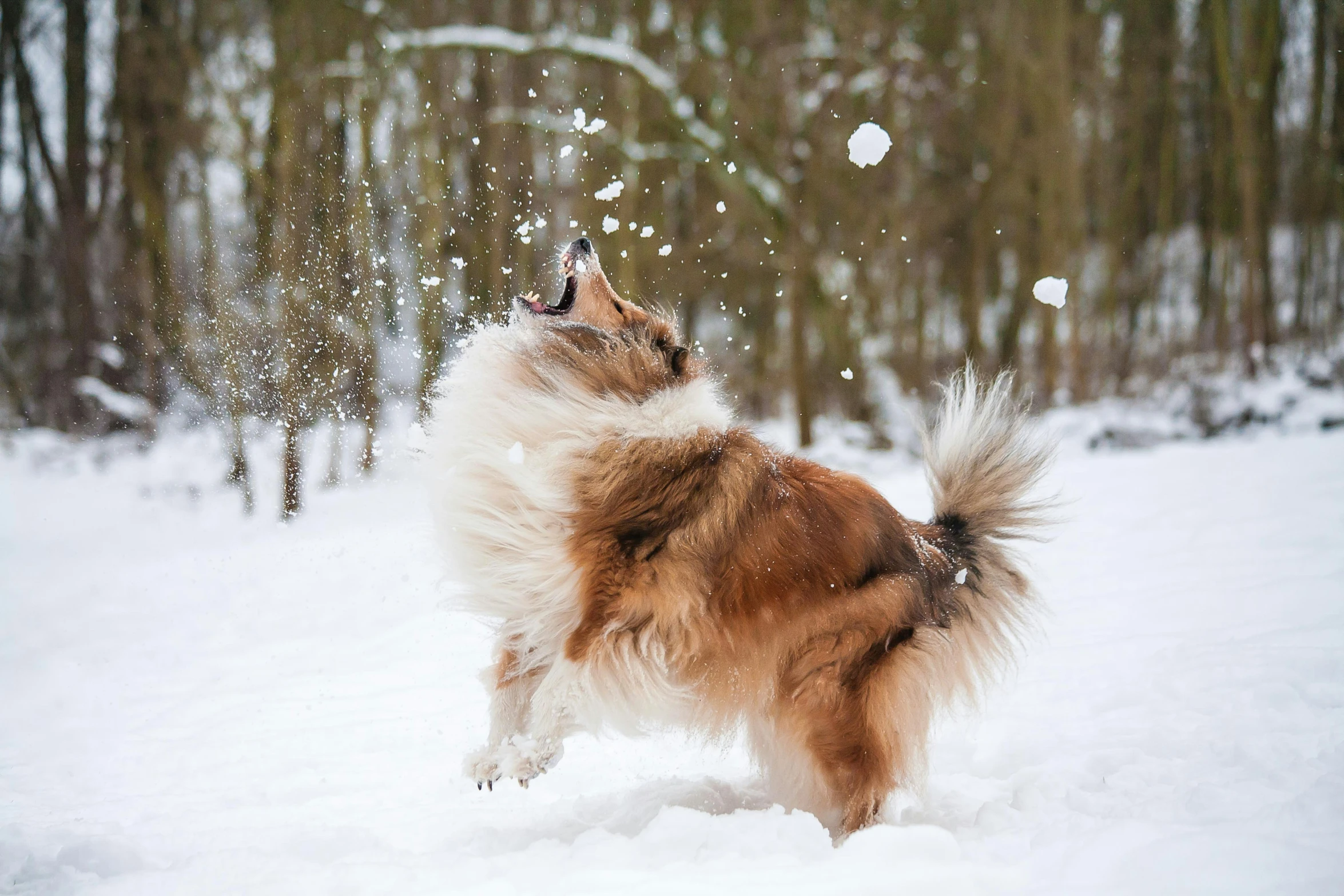 a dog is running in the snow outside