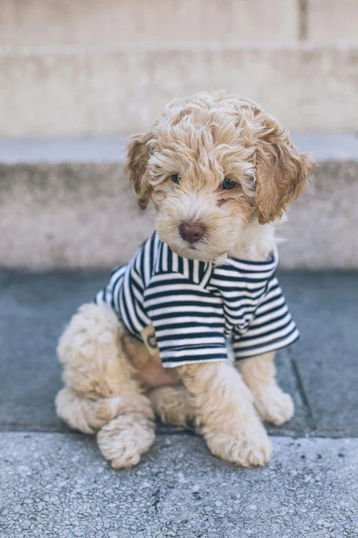 a puppy that is sitting down on the ground