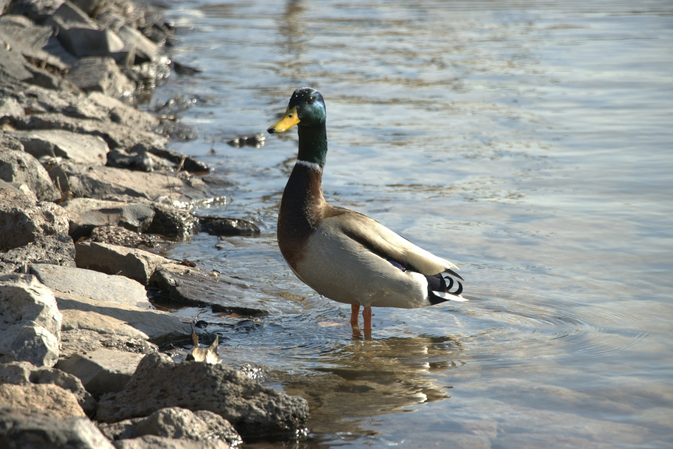 two ducks are in the water by rocks