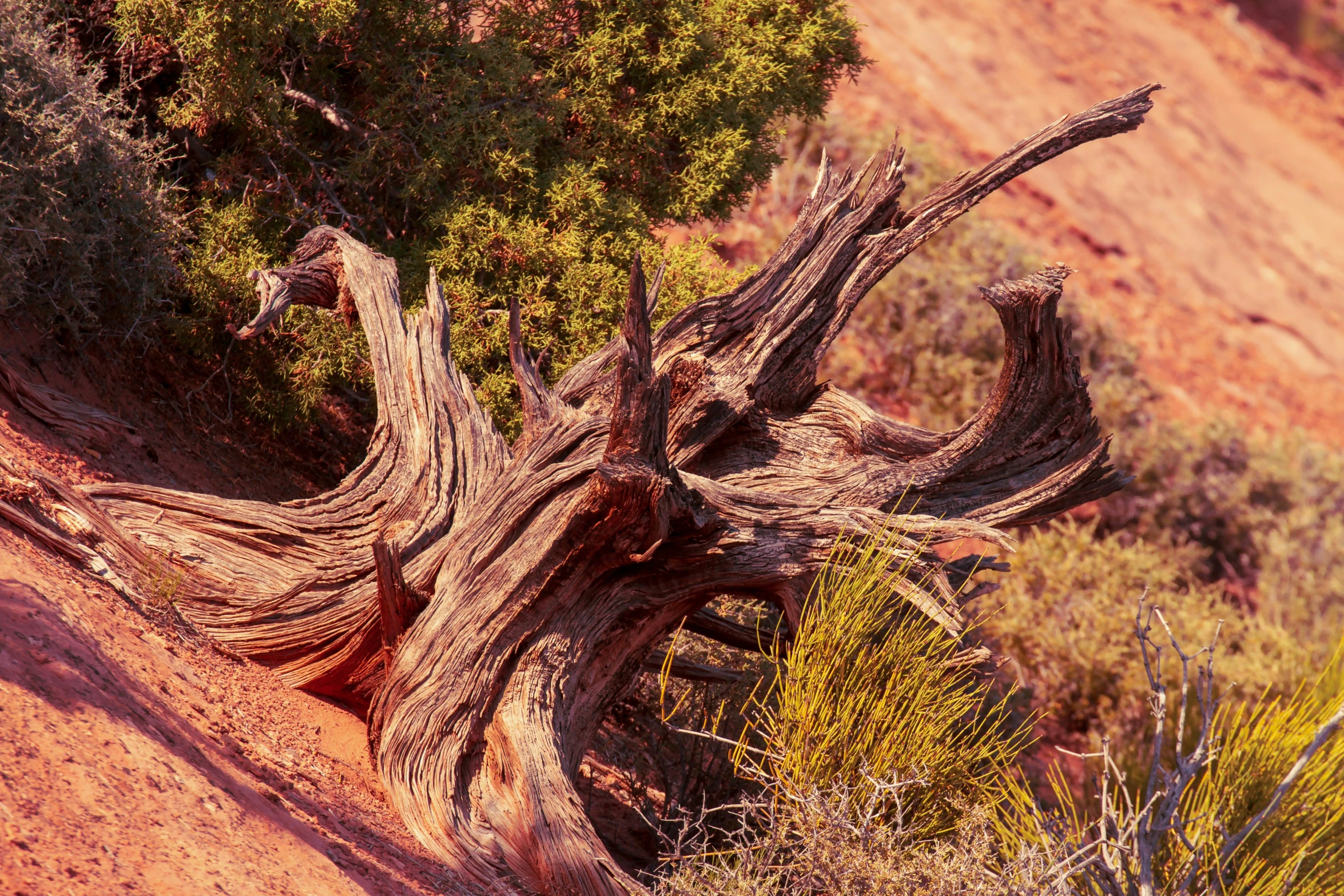 an old wood and tree stump on a rocky slope