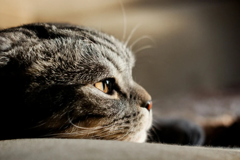 the cat's long whiskers are almost hidden by the sunlight