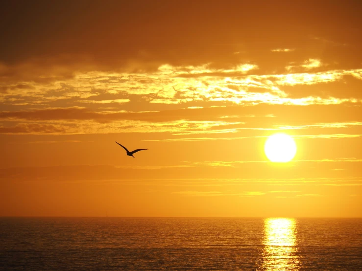 the bird is flying across the beautiful sunset over the ocean