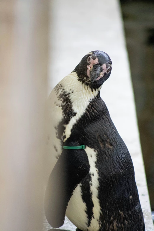 a penguin on the sand, staring at the camera