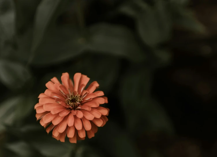 an orange flower with leaves in the background