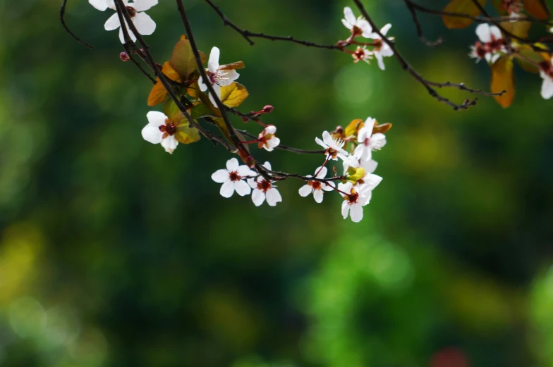 a bunch of flowers that are growing on a nch