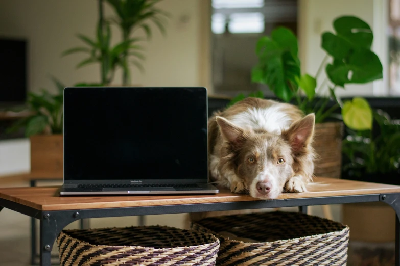 a dog is laying behind a table with two baskets