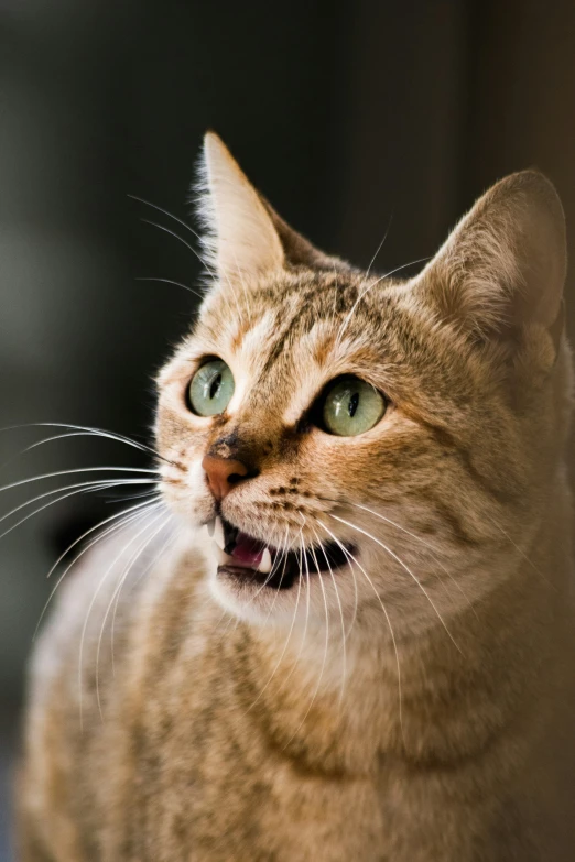 a cat looking to the side with green eyes