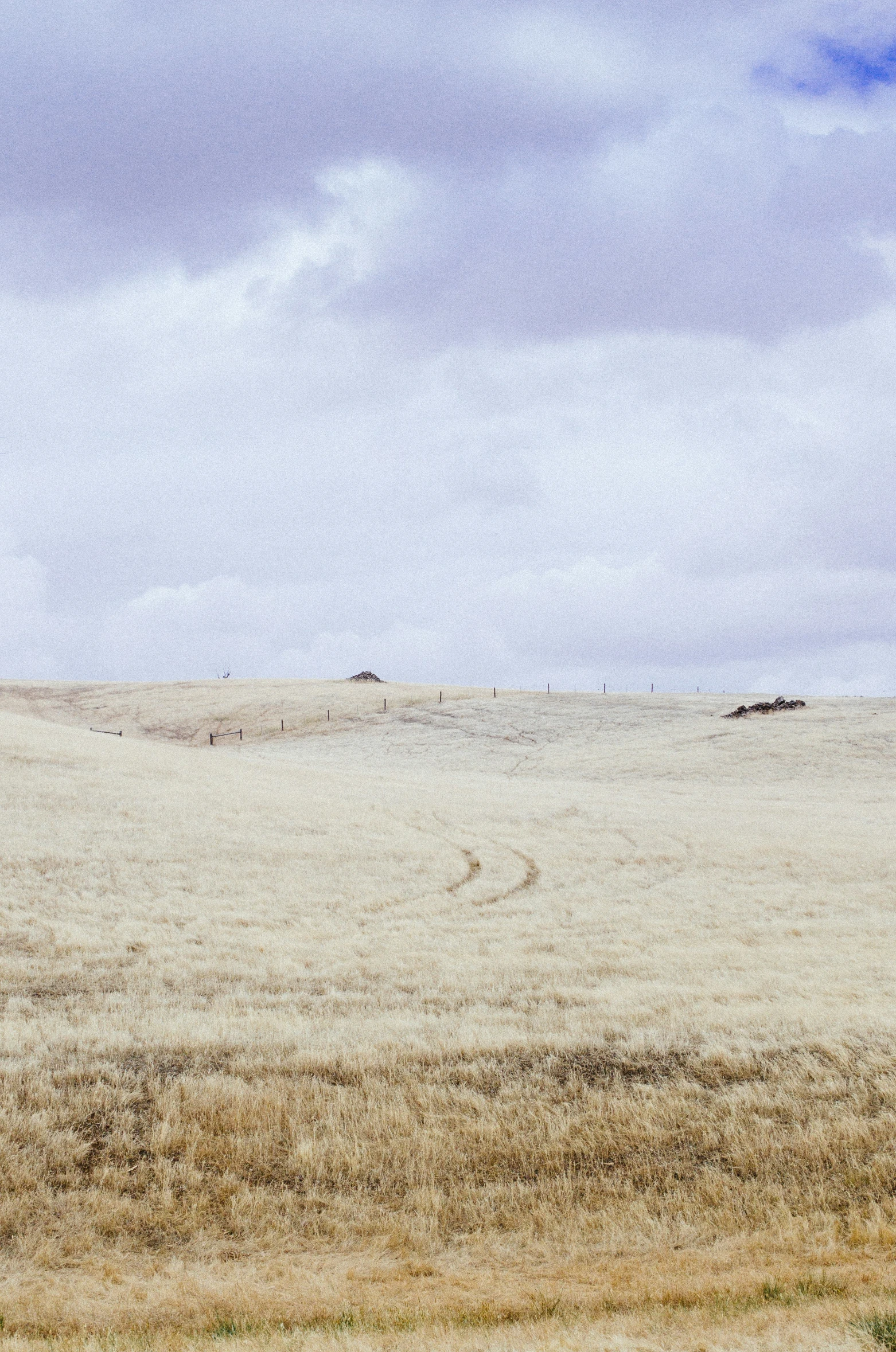 a horse grazes in the desert with sky in the background