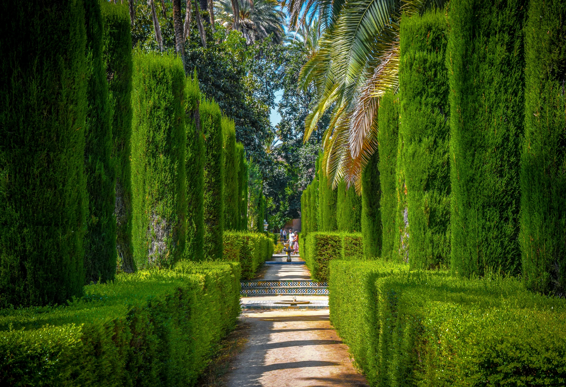 a road surrounded by tall trees and greenery