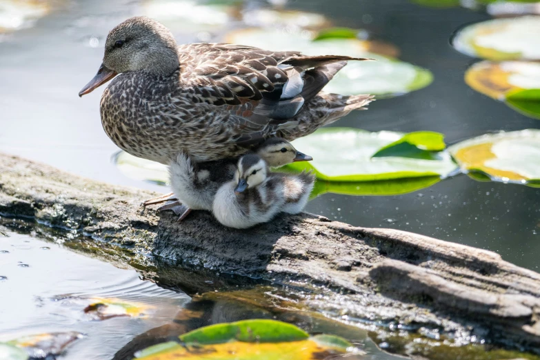 two birds on a log in water with lily pads