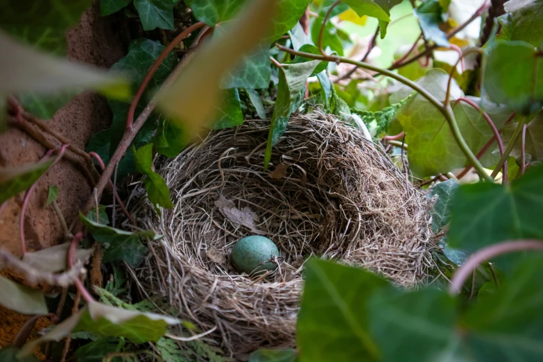 an empty bird nest sitting among green plants