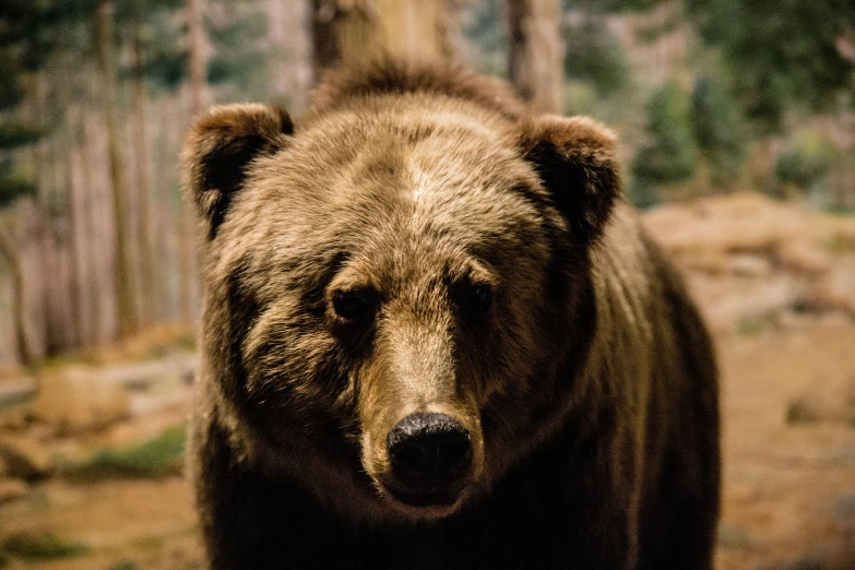 a closeup of a bear in a forest