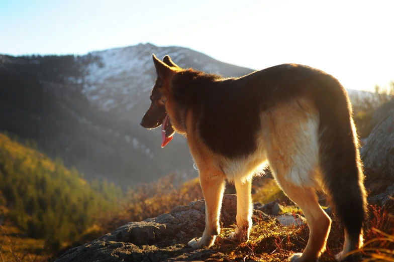 a german shepherd standing on the top of a hill