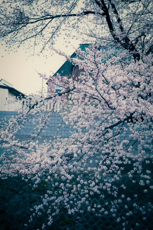 a building sitting behind a flowering tree in the rain
