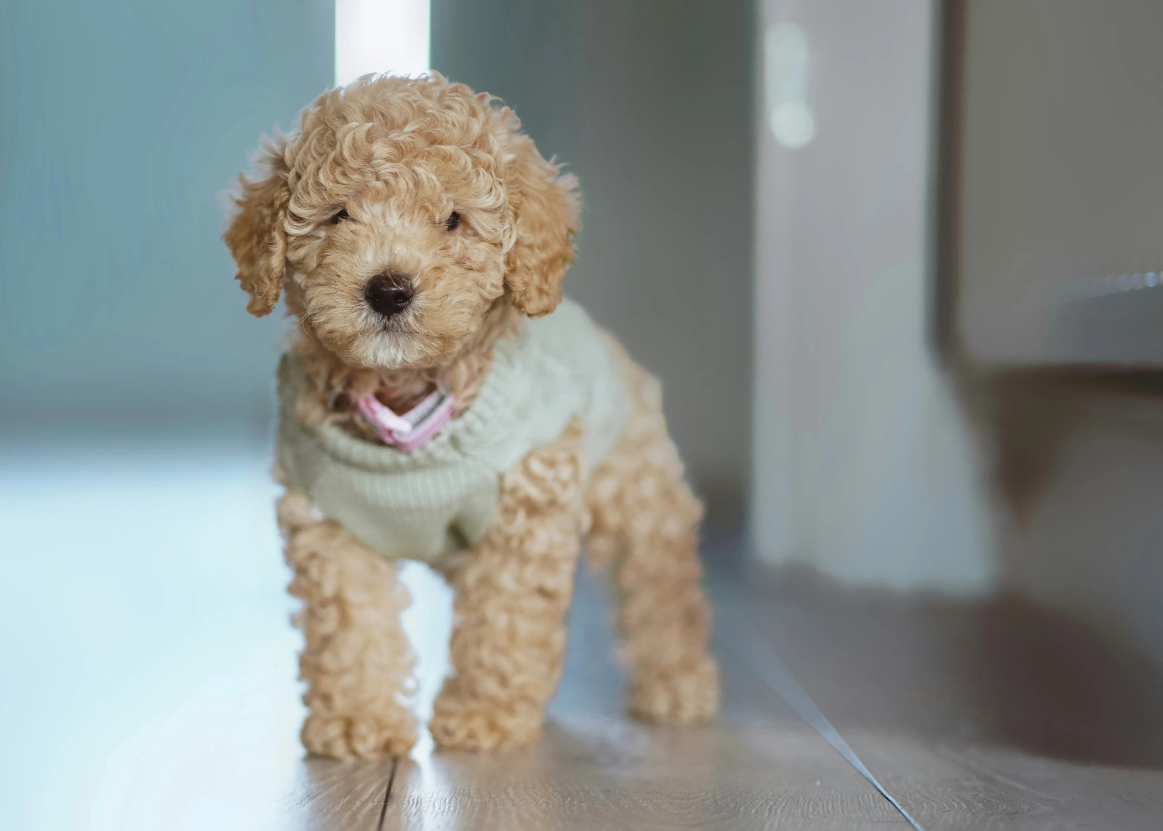 a small red poodle puppy wearing a sweater